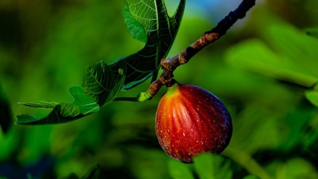 अंजीर के फल समय से पहले गिरने के कारण और समाधान अंजीर के फल समय से पहले गिरने के कारण और समाधान