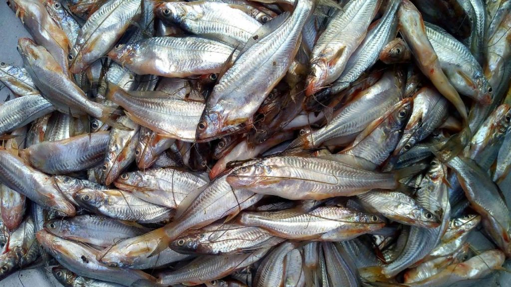 government loan for fish farmers