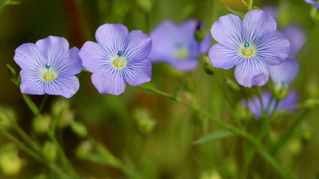 अलसी में ओमेगा-3 फैटी एसिड, फाइबर और एंटीऑक्सीडेंट्स होते हैं, जो हर्ट को हाल्दी रखने के साथ कोलेस्ट्रॉल कंट्रोल करने में भी मदद करता है. अलसी में ओमेगा-3 फैटी एसिड, फाइबर और एंटीऑक्सीडेंट्स होते हैं, जो हर्ट को हाल्दी रखने के साथ कोलेस्ट्रॉल कंट्रोल करने में भी मदद करता है.