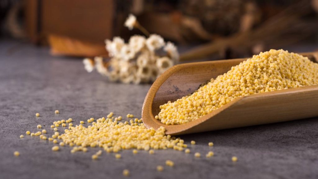 किसान इस फसल को साल में दो बार लगा सकते हैं. मई के अंत में अगर इस फसल को लगाया जाए तो अगस्त के अंत में इसकी कटाई की जा सकती है. इसकी फसल 80 दिनों में तैयार हो जाती है. इस वजह से एक साल में इसकी दो फसलें भी पूरी की जा सकती हैं.  किसान इस फसल को साल में दो बार लगा सकते हैं. मई के अंत में अगर इस फसल को लगाया जाए तो अगस्त के अंत में इसकी कटाई की जा सकती है. इसकी फसल 80 दिनों में तैयार हो जाती है. इस वजह से एक साल में इसकी दो फसलें भी पूरी की जा सकती हैं.