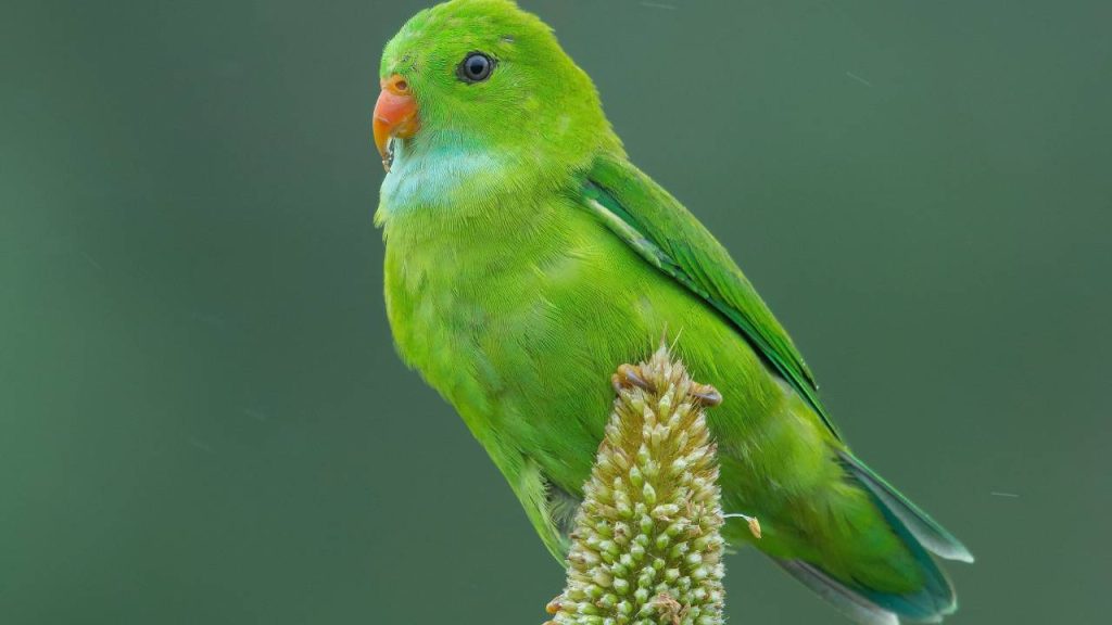 फॉक्सटेल मिलेट में कई तरह के पोषक तत्व होते हैं और इसमें विटामिन बी वन भरपूर मात्रा में होता है. इस वजह से यह हार्ट हेल्थ के साथ-साथ याददाश्त मजबूत करने में भी कारगर होता है. इसमें कई ऐसे तत्व होते हैं जो एंटी-एजिंग का काम करते हैं. इन तत्वों की वजह से ही शरीर पर उम्र का असर भी कम नजर आता है.  फॉक्सटेल मिलेट में कई तरह के पोषक तत्व होते हैं और इसमें विटामिन बी वन भरपूर मात्रा में होता है. इस वजह से यह हार्ट हेल्थ के साथ-साथ याददाश्त मजबूत करने में भी कारगर होता है. इसमें कई ऐसे तत्व होते हैं जो एंटी-एजिंग का काम करते हैं. इन तत्वों की वजह से ही शरीर पर उम्र का असर भी कम नजर आता है.