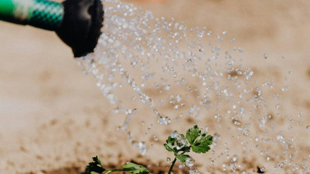गैलार्डिया के पौधे जलभराव की स्थिति में मर जाते हैं. इसलिए यह सुनिश्चित करें कि जड़ को सड़ने से बचाने के लिए मिट्टी से पानी अच्छे से निकल सके. बीजों को गर्मियों में सीधे बगीचे में बोया जा सकता है या फिर गमलों में भी लगाया जा सकता है. गैलार्डिया को एक हेक्टेयर में उगाने के लिए 500 से 600 ग्राम बीज की जरूरत होती है.  गैलार्डिया के पौधे जलभराव की स्थिति में मर जाते हैं. इसलिए यह सुनिश्चित करें कि जड़ को सड़ने से बचाने के लिए मिट्टी से पानी अच्छे से निकल सके. बीजों को गर्मियों में सीधे बगीचे में बोया जा सकता है या फिर गमलों में भी लगाया जा सकता है. गैलार्डिया को एक हेक्टेयर में उगाने के लिए 500 से 600 ग्राम बीज की जरूरत होती है.