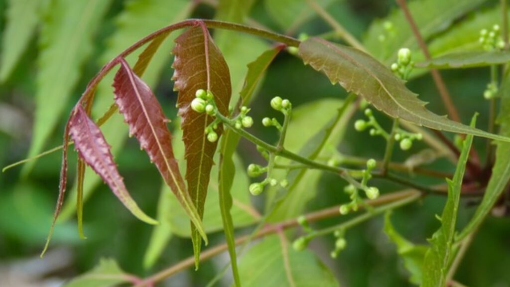 नीम के पत्तों का इस्तेमाल एक पुराने और असरदार तरीकों में से एक है. आप नीम के ताजे पत्ते को कंटेनर में डाल सकते हैं. इसके पत्तों के कारण कीड़े दूर और अनाज सुरक्षित रहता है.  नीम के पत्तों का इस्तेमाल एक पुराने और असरदार तरीकों में से एक है. आप नीम के ताजे पत्ते को कंटेनर में डाल सकते हैं. इसके पत्तों के कारण कीड़े दूर और अनाज सुरक्षित रहता है.
