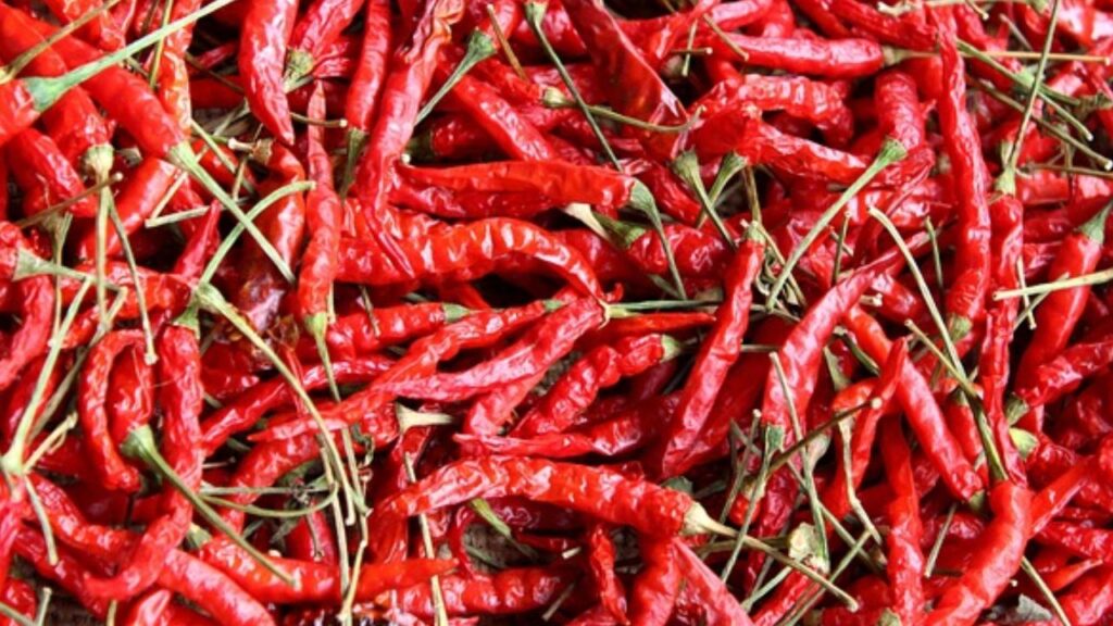 हर घर में बड़ी आसानी से मिलने वाली सूखी लाल मिर्च की तेज गंध भी कीड़ो को दूर रखने में मदद करती है. मिर्च को अनाज के कंटेनर में डाल कर रखना एक कारगर उपाय साबित हो सकता है.  हर घर में बड़ी आसानी से मिलने वाली सूखी लाल मिर्च की तेज गंध भी कीड़ो को दूर रखने में मदद करती है. मिर्च को अनाज के कंटेनर में डाल कर रखना एक कारगर उपाय साबित हो सकता है.