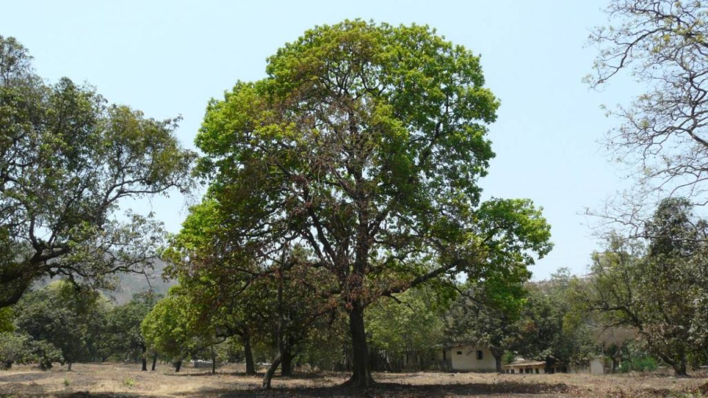 इसके अलावा इसके पेड़ की छाल त्वचा को मुलायम बनाने में मदद करती है. महुआ का इस्तेमाल न केवल त्वचा को कोमल बनाने के लिए किया जाता है बल्कि त्वचा रोग एक्जिमा के उपचार के रूप में भी किया जाता है.   इसके अलावा इसके पेड़ की छाल त्वचा को मुलायम बनाने में मदद करती है. महुआ का इस्तेमाल न केवल त्वचा को कोमल बनाने के लिए किया जाता है बल्कि त्वचा रोग एक्जिमा के उपचार के रूप में भी किया जाता है.