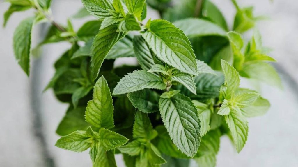 Grow Fresh Mint at Home: Easy and Effective Tips for Thriving Mint Plants