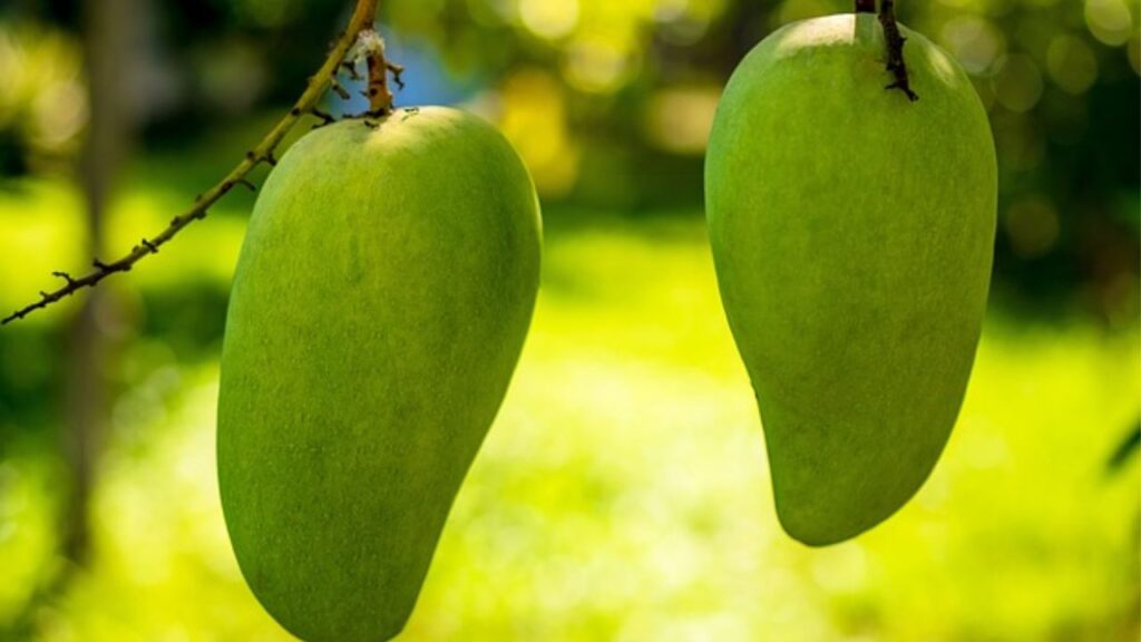 आम न केवल स्वाद में लाजवाब होने के साथ पोषण से भरपूर होता है. यह आम इतना खास है कि इसे साल 1999 और 2010 में नेशनल अवॉर्ड और ‘किंग ऑफ मैंगो’ से सम्मानित किया जा चुका है. 