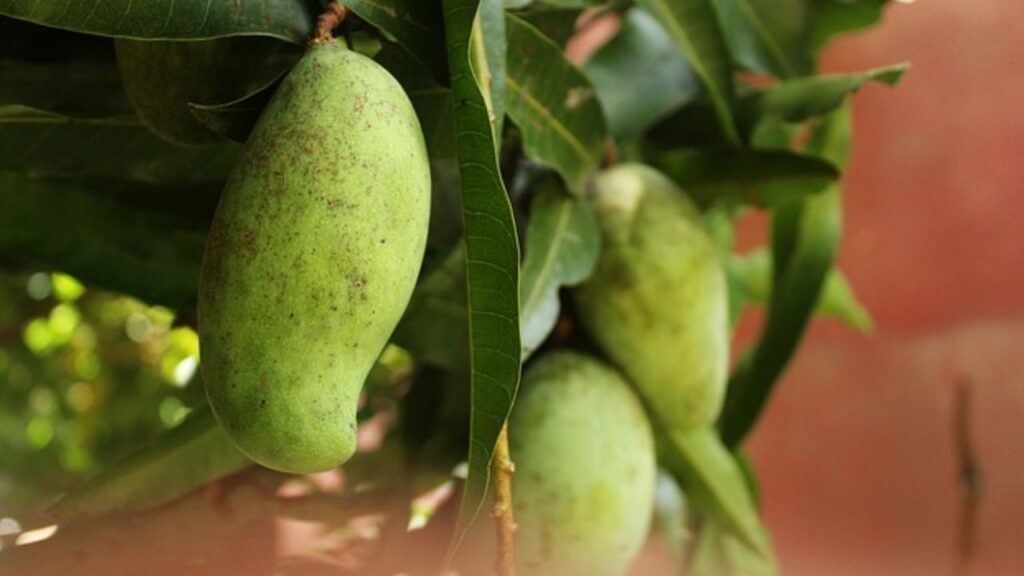 इसी बीच हम आपके लिए आम की एक ऐसी किस्म लेकर आए हैं जो पुरी दुनिया में अपनी विशालता और स्वाद के लिए जानी जा रहीं है. तो आइए जानते हैं इस आम के खासियत और इसके खेती के तरीकों के बारें में.