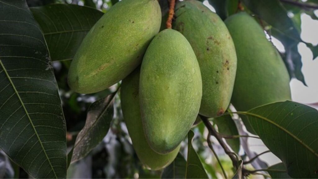 इसे नूरजहां आम के नाम से जाना जाता है. यह स्वाद के साथ अपने नाम के लिए भी काफी मशहुर है. इसे लेकर लोगों का कहना हैं की इसका नाम मुगल सम्राट जहांगीर की पत्नी नूरजहां के नाम पर रखा गया है. 