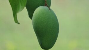 दुनिया का सबसे बड़ा और स्वादिष्ट आम, जानें इसकी खासियत