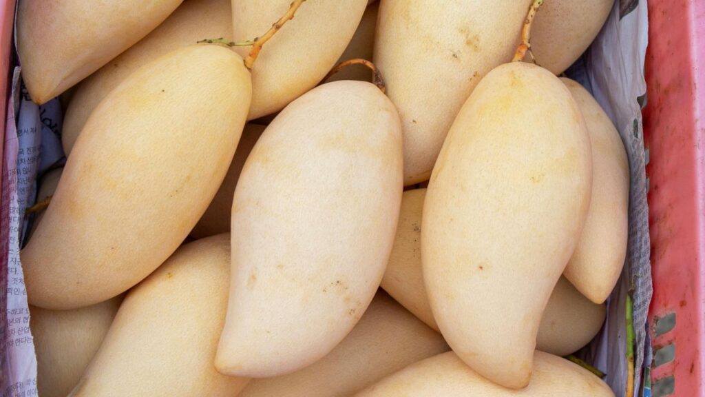 यह आम अफगानिस्तान से भारत आया था. और फिर गुजरात से मध्य प्रदेश. अब यह आम मध्य प्रदेश के अलीराजपुर जिले के कट्ठीवाड़ा में पाया जाता है. इसका साइंटिफिक नाम Mangifera indica होता है. 