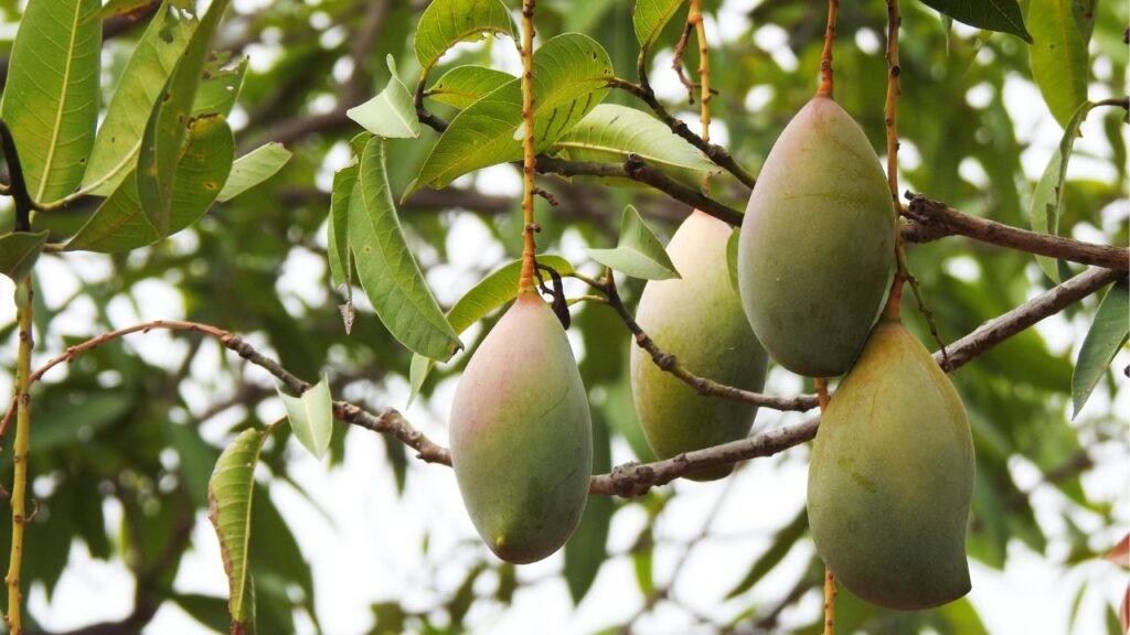 एक आम का वजन 3 से 3.5 किलो और इसकी लंबाई एक फुट तक हो सकती है. इस आम के पेड़ में जनवरी और फरवरी महीने में मंजर लग जाते हैं और जून तक बाजार में बिक्री के लिए तैयार हो जाता है.