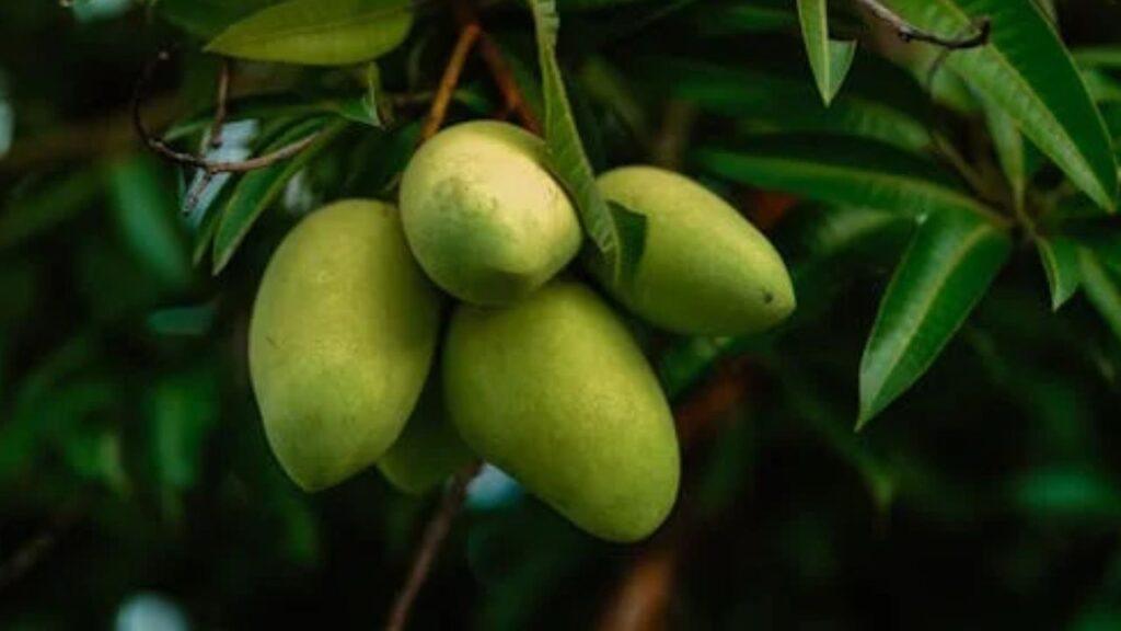 एक नूरजहां आम की औसतन कीमत 1000 से 1200 रुपये तक की होती है. अपनी दुर्लभता और खासियत के कारण देश-विदेशों में इस आम की डिमांड अधिक रहती है. 