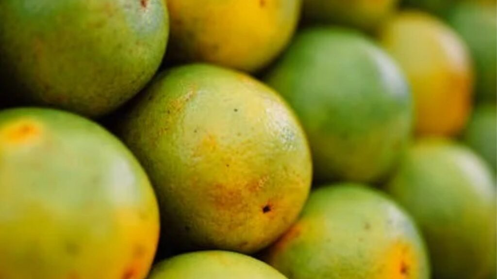 नूरजहां आम के पेड़ को उगाने के लिए उपजाऊ मिट्टी की और पर्याप्त धूप की आवश्यकता होती है. इन्हें नियमित रूप से पानी देने के साथ समय-समय इसकी छंटाई भी करें ताकी पेड़ अच्छे से विकसित हो सके.