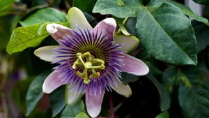 घर में समृद्धि लाता है कृष्ण कमल का पौधा, जान लें उगाने का सही तरीका