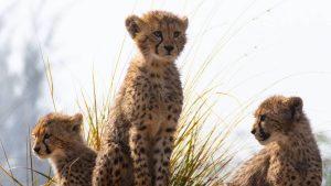 हाथियों के लिए विशेष जैकूज़ी और अस्पताल, जानिए क्या है वंतारा की खासियत