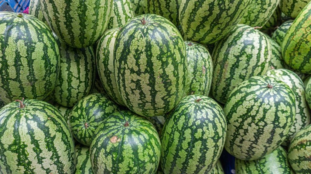 तरबूज गर्मी का एक अहम फल है जिसकी खेती उत्तर प्रदेश, मध्य प्रदेश, कर्नाटक और तमिलनाडु के अलावा पंजाब और राजस्थान में भी होती है. इसकी खेती कम सिंचाई में भी की जा सकती है और इसलिए फरवरी के आखिरी हफ्ते से लेकर मार्च के अंत तक इसकी बुवाई होती है.  तरबूज गर्मी का एक अहम फल है जिसकी खेती उत्तर प्रदेश, मध्य प्रदेश, कर्नाटक और तमिलनाडु के अलावा पंजाब और राजस्थान में भी होती है. इसकी खेती कम सिंचाई में भी की जा सकती है और इसलिए फरवरी के आखिरी हफ्ते से लेकर मार्च के अंत तक इसकी बुवाई होती है.