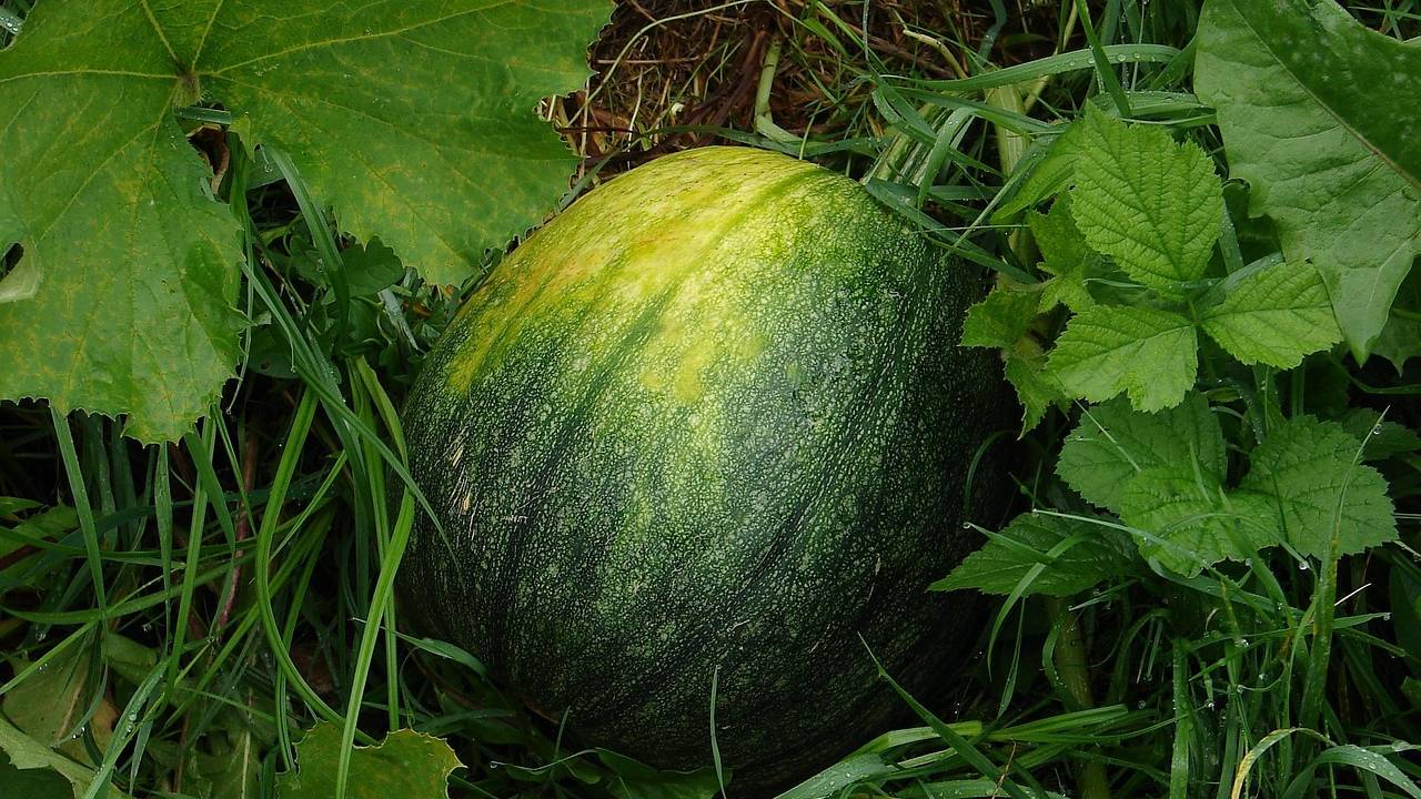 Watermelon Farming Summer Season Field Preparation Best Varieties Sowing Time Seed Rate