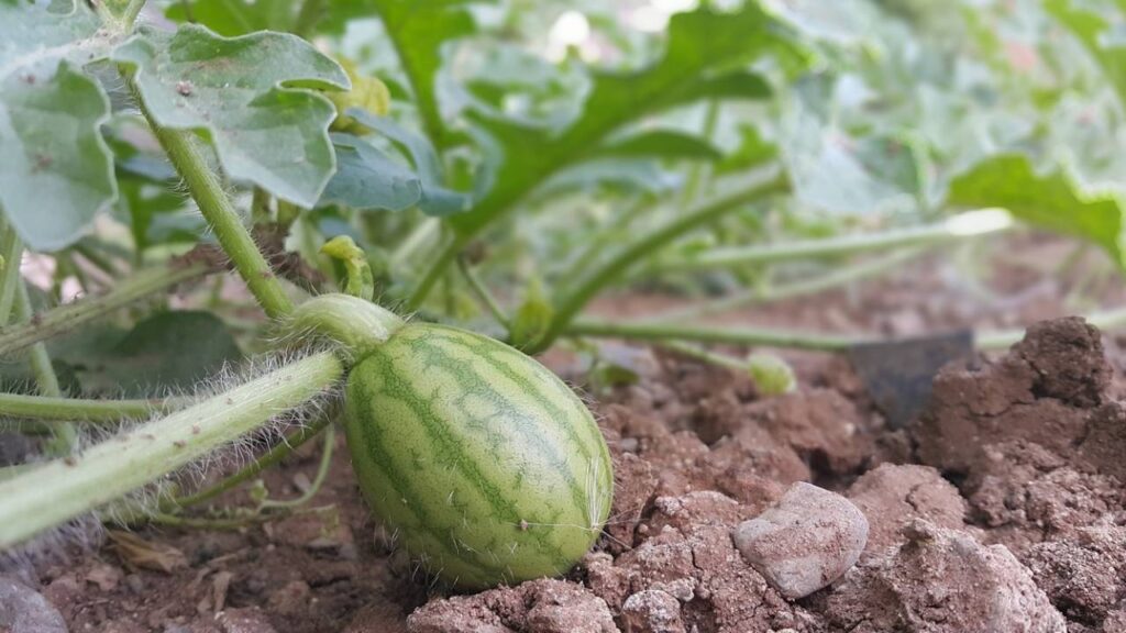 तरबूज की खेती के लिए नदी के किनारे की रेतीली दोमट मृदा, या फिर काली मिट्टी जिसमें कार्बनिक पदार्थ होते हैं, सही मानी गई है. साथ ही खेती के लिए मिट्टी सही जल निकास वाली होनी चाहिए. साथ ही साथ इसका पीएच 6.5 से 7 के बीच रहना चाहिए.   तरबूज की खेती के लिए नदी के किनारे की रेतीली दोमट मृदा, या फिर काली मिट्टी जिसमें कार्बनिक पदार्थ होते हैं, सही मानी गई है. साथ ही खेती के लिए मिट्टी सही जल निकास वाली होनी चाहिए. साथ ही साथ इसका पीएच 6.5 से 7 के बीच रहना चाहिए.