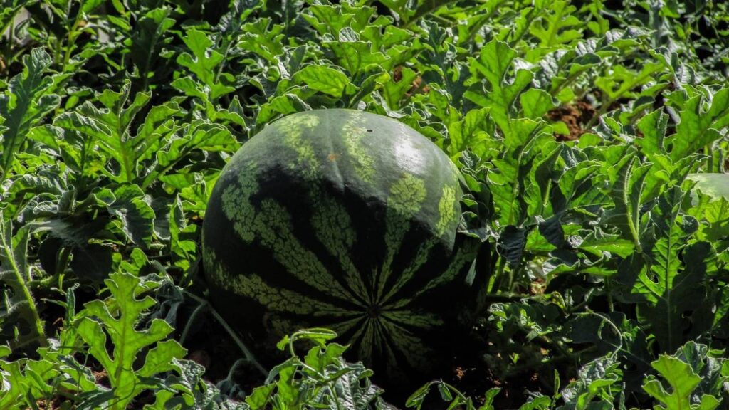 watermelon-तरबूज की खेती watermelon-तरबूज की खेती