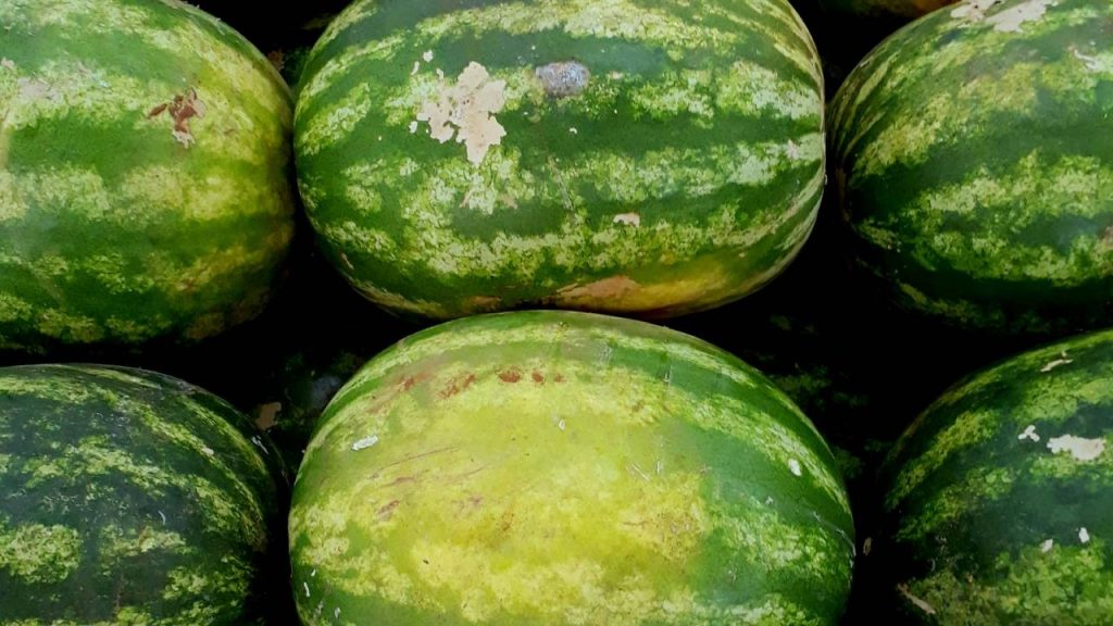 भारत में इस फल की एक किस्म की खेती करने का उनका आइडिया सफल हुआ. उन्हें तीन एकड़ जमीन पर उगाई गई उपज से 4 लाख रुपये का मुनाफा भी हुआ. भदौरिया के अनुसार ताइवान के तरबूज उत्पादन से उन्हें लागत से 10-12 गुना ज्यादा मुनाफा हुआ.   भारत में इस फल की एक किस्म की खेती करने का उनका आइडिया सफल हुआ. उन्हें तीन एकड़ जमीन पर उगाई गई उपज से 4 लाख रुपये का मुनाफा भी हुआ. भदौरिया के अनुसार ताइवान के तरबूज उत्पादन से उन्हें लागत से 10-12 गुना ज्यादा मुनाफा हुआ.