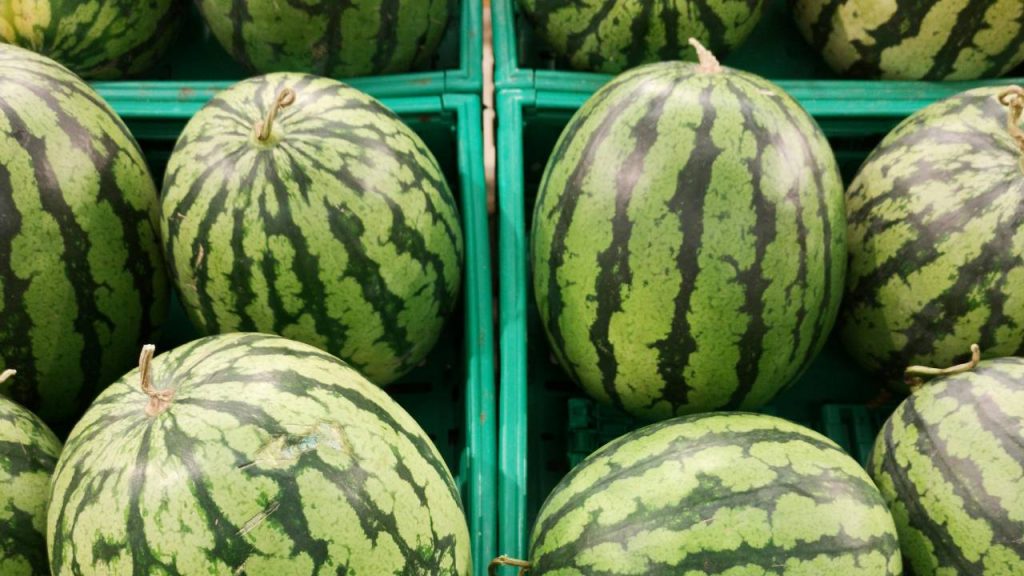 इसकी खेती पिछले कुछ सालों में तेजी से बढ़ी है. किसान इसकी खेती से लाखों करोड़ों रुपये तक कमा सकते हैं. उत्तर प्रदेश (यूपी) के एक किसान अमित भदौरिया ने साल 2024 में इस तरबूज की खेती से भारी मुनाफा सुनिश्चित किया है.  भदौरिया ने खेती के लिए ताइवान से बीज आयात किए थे.  इसकी खेती पिछले कुछ सालों में तेजी से बढ़ी है. किसान इसकी खेती से लाखों करोड़ों रुपये तक कमा सकते हैं. उत्तर प्रदेश (यूपी) के एक किसान अमित भदौरिया ने साल 2024 में इस तरबूज की खेती से भारी मुनाफा सुनिश्चित किया है.  भदौरिया ने खेती के लिए ताइवान से बीज आयात किए थे.