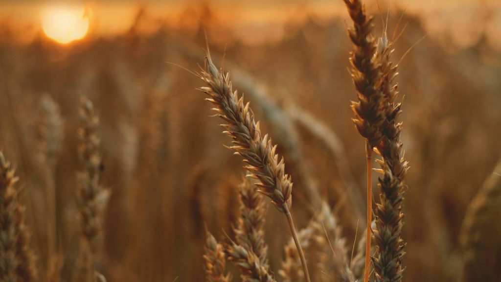 पीला रतुआ रोग ज्यादातर उत्तर  हिमालय की पहाड़ियों से उत्तरी मैदानी क्षेत्र में दिखाई पड़ता है, जैसे-पंजाब, हरियाणा, जम्मू तथा हिमालय का मैदानी क्षेत्र, उत्तरी राजस्थान, पश्चिमी उत्तर प्रदेश और उत्तराखंड उत्तराखंड का मैदानी भाग.    पीला रतुआ रोग ज्यादातर उत्तर  हिमालय की पहाड़ियों से उत्तरी मैदानी क्षेत्र में दिखाई पड़ता है, जैसे-पंजाब, हरियाणा, जम्मू तथा हिमालय का मैदानी क्षेत्र, उत्तरी राजस्थान, पश्चिमी उत्तर प्रदेश और उत्तराखंड उत्तराखंड का मैदानी भाग.