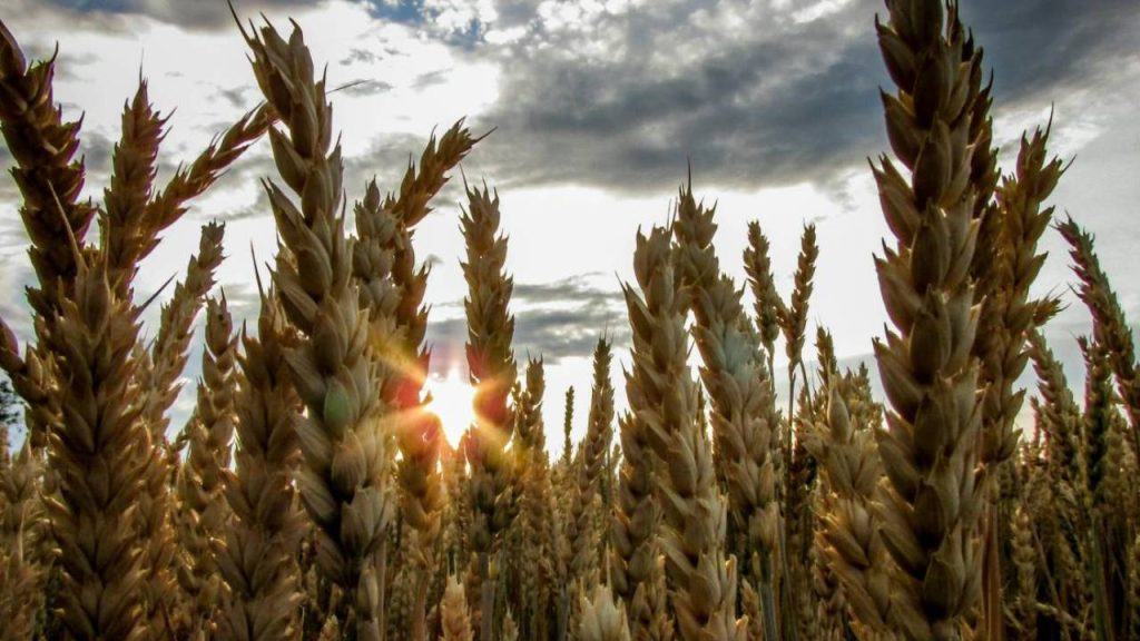 गेहूं की फसल के लिए रतुआ रोग को काफी खतरनाक माना गया है. इसे कई नामों से जानते हैं, रस्ट, रोली और गेरुआ. यह बीमारी तीन तरह की होती है, पीला रतुआ (धारीधार रतुआ या येलो रस्ट), भूरा रतुआ (पत्ती का रतुआ या ब्राउन रस्ट) और काला रतुआ (तने का रतुआ या ब्लैक रस्ट).  गेहूं की फसल के लिए रतुआ रोग को काफी खतरनाक माना गया है. इसे कई नामों से जानते हैं, रस्ट, रोली और गेरुआ. यह बीमारी तीन तरह की होती है, पीला रतुआ (धारीधार रतुआ या येलो रस्ट), भूरा रतुआ (पत्ती का रतुआ या ब्राउन रस्ट) और काला रतुआ (तने का रतुआ या ब्लैक रस्ट).