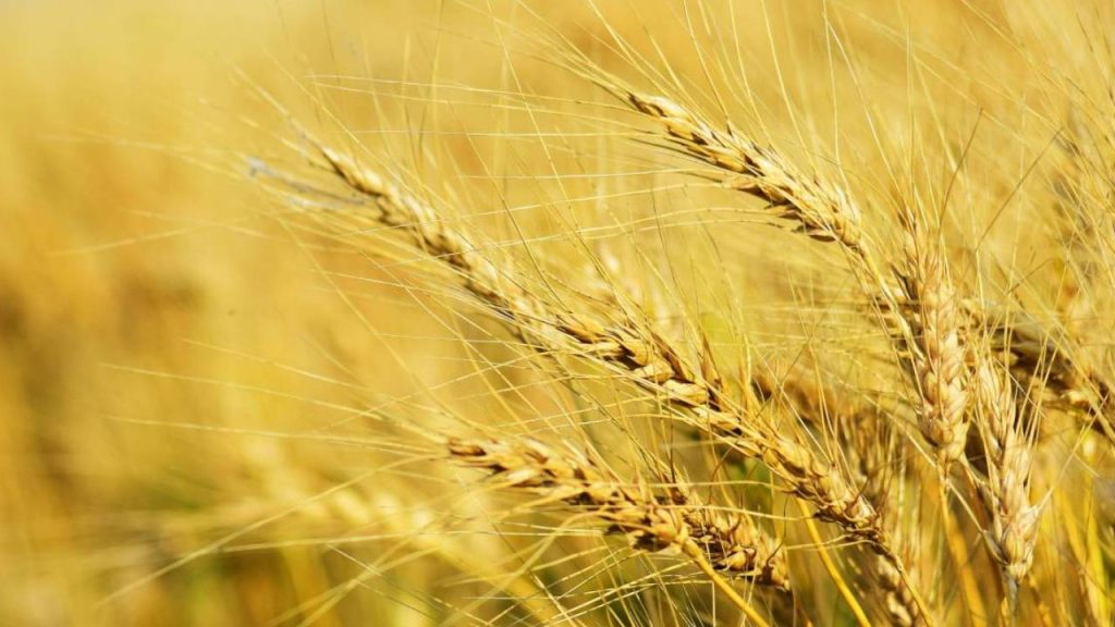 साल 2011 में देश के कई हिस्सों में गेहूं की फसल पीला रतुआ रोग से से प्रभावित हो गई थी. यह बीमारी 'पक्सीनिया स्ट्राईफारमिस' नामक एक फंगस से होती है जो मुख्यतौर पर भारत के उत्तर-पश्चिमी मैदानी क्षेत्रों में और उत्तर हिमालय के पर्वतीय क्षेत्रों में पाई जाती है.  साल 2011 में देश के कई हिस्सों में गेहूं की फसल पीला रतुआ रोग से से प्रभावित हो गई थी. यह बीमारी 'पक्सीनिया स्ट्राईफारमिस' नामक एक फंगस से होती है जो मुख्यतौर पर भारत के उत्तर-पश्चिमी मैदानी क्षेत्रों में और उत्तर हिमालय के पर्वतीय क्षेत्रों में पाई जाती है.