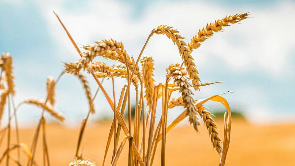 यह बीमारी तापमान ज्यादा होने पर फसल को लगती है. रोग से प्रभावित गेहूं की फसल में तने और पत्तियों पर चाकलेटी रंग के धब्बे दिखाई देते हैं. बाद में ये धब्बे काले रंग के नजर आने लगते हैं. तने में संक्रमण दिखाई देने के कारण इस रोग को 'तने का रतुआ' के नाम से भी जाना जाता है.   यह बीमारी तापमान ज्यादा होने पर फसल को लगती है. रोग से प्रभावित गेहूं की फसल में तने और पत्तियों पर चाकलेटी रंग के धब्बे दिखाई देते हैं. बाद में ये धब्बे काले रंग के नजर आने लगते हैं. तने में संक्रमण दिखाई देने के कारण इस रोग को 'तने का रतुआ' के नाम से भी जाना जाता है.