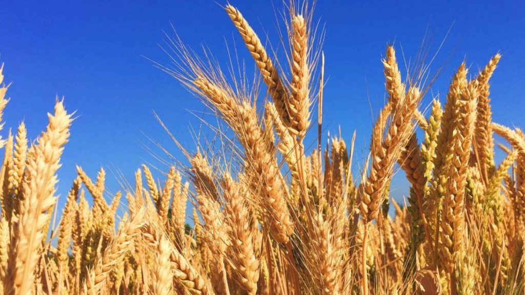 पीला रतुआ की रोकथाम के लिए प्रॉपीकोनाजॉल (टिल्ट 25 ई.सी.) का 0.1 प्रतिशत घोल या टेबुकोनेजोल 250 ई.सी. का 0.1 प्रतिशत की दर से घोल कर छिड़काव करें. इससे रतुआ रोग के साथ-साथ पर्ण झुलसा या चूर्णी फफूंदी (पाउडरी मिल्ड्यू) रोग भी नियंत्रित हो जाते हैं.   पीला रतुआ की रोकथाम के लिए प्रॉपीकोनाजॉल (टिल्ट 25 ई.सी.) का 0.1 प्रतिशत घोल या टेबुकोनेजोल 250 ई.सी. का 0.1 प्रतिशत की दर से घोल कर छिड़काव करें. इससे रतुआ रोग के साथ-साथ पर्ण झुलसा या चूर्णी फफूंदी (पाउडरी मिल्ड्यू) रोग भी नियंत्रित हो जाते हैं.