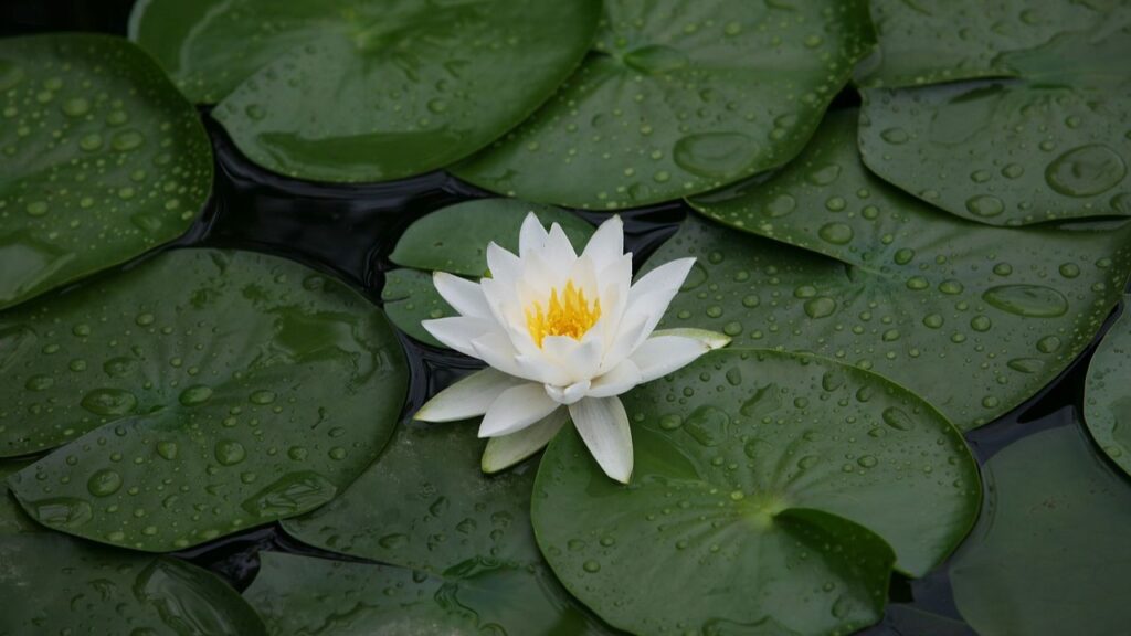 धूप मे कमल के फूल अच्छे से खिलते हैं इसलिए इसे ऐसी जगह रखें जहां सीधी धूप आती हो. गमले या टब में पानी को हमेशा साफ रखें. धूप मे कमल के फूल अच्छे से खिलते हैं इसलिए इसे ऐसी जगह रखें जहां सीधी धूप आती हो. गमले या टब में पानी को हमेशा साफ रखें.