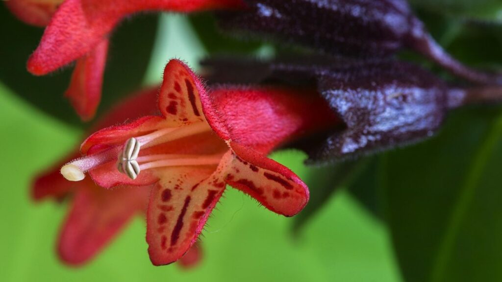 गर्मियों में जब मिट्टी ऊपर से सूखी लगे, तभी पानी दें. बहुत ज्यादा पानी देने से जड़ें सड़ सकती हैं, और फूल झड़ने लगते हैं. यह पौधा गर्मी और बरसात में तेजी से बढ़ता है, वहीं इसे हर 15 दिन में हल्की लिक्विड खाद देना अच्छा रहता है. जब यह पौधा थोड़ा बड़ा हो जाए तो आप इसे बड़े गमले में ट्रांसफर कर दें. गर्मियों में जब मिट्टी ऊपर से सूखी लगे, तभी पानी दें. बहुत ज्यादा पानी देने से जड़ें सड़ सकती हैं, और फूल झड़ने लगते हैं. यह पौधा गर्मी और बरसात में तेजी से बढ़ता है, वहीं इसे हर 15 दिन में हल्की लिक्विड खाद देना अच्छा रहता है. जब यह पौधा थोड़ा बड़ा हो जाए तो आप इसे बड़े गमले में ट्रांसफर कर दें.