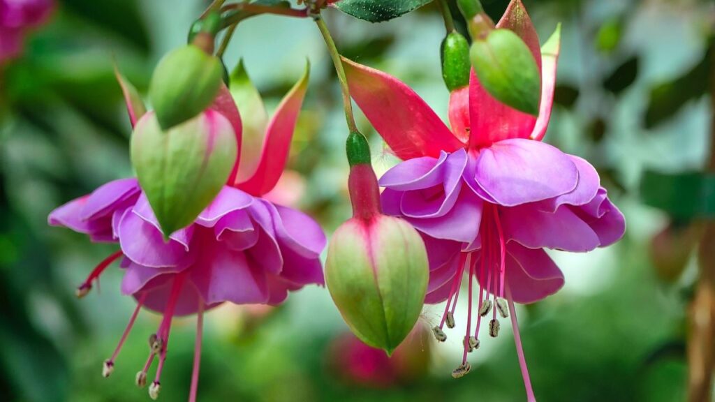 इस पौधे की देखभाल ज्यादा मुश्किल नहीं है. इसे नियमित पानी की जरूरत होती है लेकिन ज्यादा पानी से इसकी जड़ों को सड़ा सकता है. इसलिए मिट्टी को हमेशा नम रखें लेकिन अधिक गीली न होने दें. 