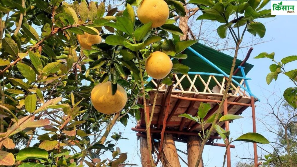 गोबर से लिपा घर जो तापमान को नियंत्रित करने में मददगार है. यहां पर चारपाई पर सोने की देसी व्यवस्था विदेशी सैलानियों को खासा पसंद आती है. इसके साथ ही चूल्हे पर बनी रोटी का स्वाद उन्हें इतनी पसंद आती है की वे इसे सीखने की कोशिश भी करते हैं. 