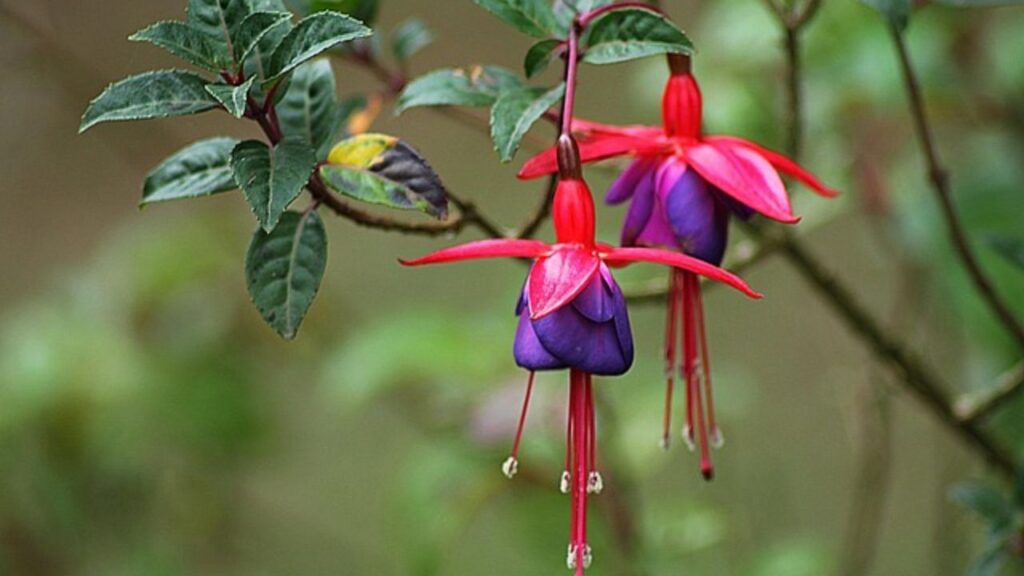 साथ ही समय-समय पर हल्की खाद देना भी जरूरी है ताकि फूलों की संख्या और रंगत बनी रहे. फ्यूशिया न सिर्फ देखने में सुंदर है, बल्कि बगीचे की रौनक भी बढ़ाता है. इसकी झूमते हुए फूल सभी आकर्षित करते हैं. 