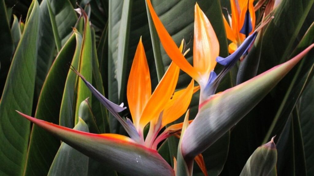 बर्ड ऑफ पैराडाइज के नाम से मशहूर इस पौधे के लिए सही आकार यानी 12-14 इंच बड़ा और गहरा गमला लें ताकि जड़ों को फैलने की जगह मिल सके. इसके लिए जल निकासी वाली मिट्टी का चुनाव करें जिसे पौधों में पानी जमे नहीं. बर्ड ऑफ पैराडाइज के नाम से मशहूर इस पौधे के लिए सही आकार यानी 12-14 इंच बड़ा और गहरा गमला लें ताकि जड़ों को फैलने की जगह मिल सके. इसके लिए जल निकासी वाली मिट्टी का चुनाव करें जिसे पौधों में पानी जमे नहीं.