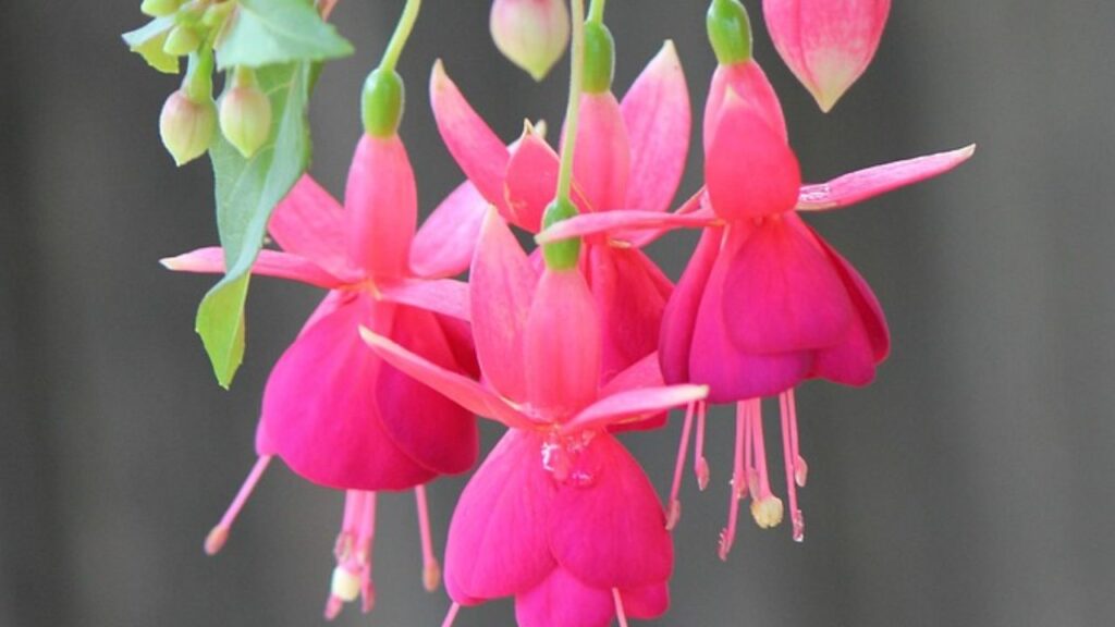 इस फूल की एक और खास बात यह है कि इसे कटिंग के जरिए बहुत आसानी से नया रूप दिया जा सकता है. यानी अगर आपके पास एक फ्यूशिया का पौधा है, तो आप उसकी टहनी से कई और पौधे तैयार कर सकते हैं.