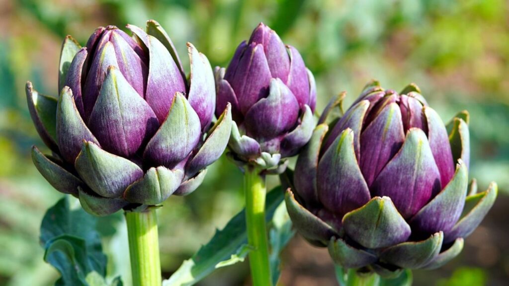 जब आप पहली बार फूल की कलियां बनते हुए देखते हैं, तो ग्लोब आटिचोक को चुनने का आदर्श समय होता है. कलियां फूली हुई होनी चाहिए, लेकिन कसकर बंद होनी चाहिए, क्योंकि पौधे की पंखुड़ियां खुलने से पहले ही उसे तोड़ दिया जाता है. जब आप पहली बार फूल की कलियां बनते हुए देखते हैं, तो ग्लोब आटिचोक को चुनने का आदर्श समय होता है. कलियां फूली हुई होनी चाहिए, लेकिन कसकर बंद होनी चाहिए, क्योंकि पौधे की पंखुड़ियां खुलने से पहले ही उसे तोड़ दिया जाता है.