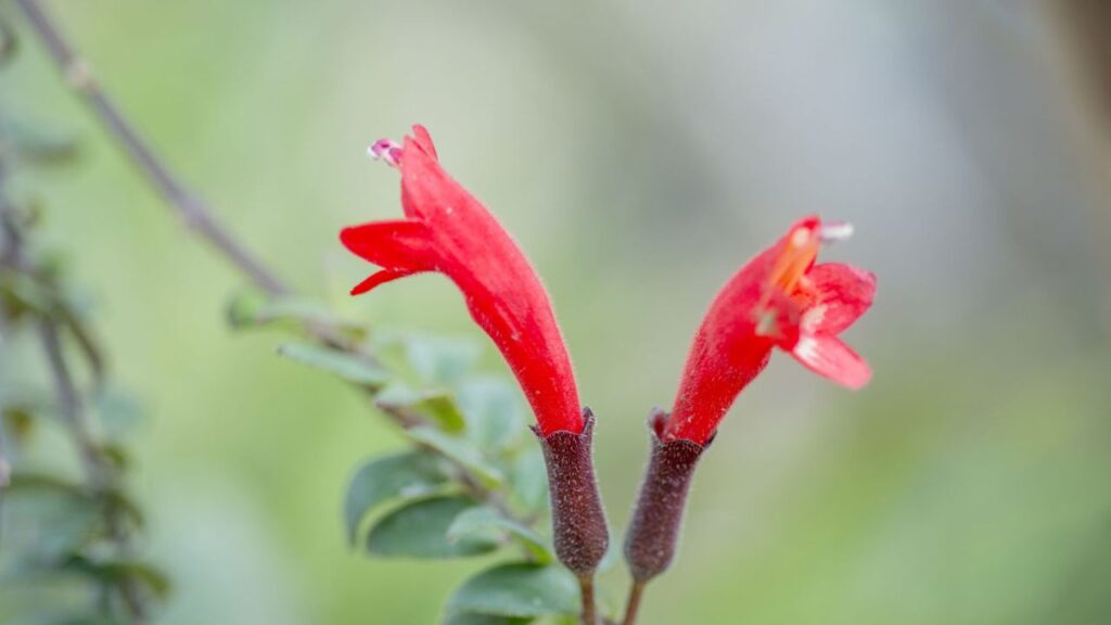 भारी मिट्टी या ज्यादा पानी मिट्टी की जड़ों को सड़ा सकती है. आप नारियल का बुरादा, सैंड और स्फैगनम मॉस को मिलाकर एक अच्छा मिक्स तैयार कर इस्तेमाल कर सकते है. इस पौधे को नियमित लेकिन संतुलित पानी की जरूरत होती है. भारी मिट्टी या ज्यादा पानी मिट्टी की जड़ों को सड़ा सकती है. आप नारियल का बुरादा, सैंड और स्फैगनम मॉस को मिलाकर एक अच्छा मिक्स तैयार कर इस्तेमाल कर सकते है. इस पौधे को नियमित लेकिन संतुलित पानी की जरूरत होती है.