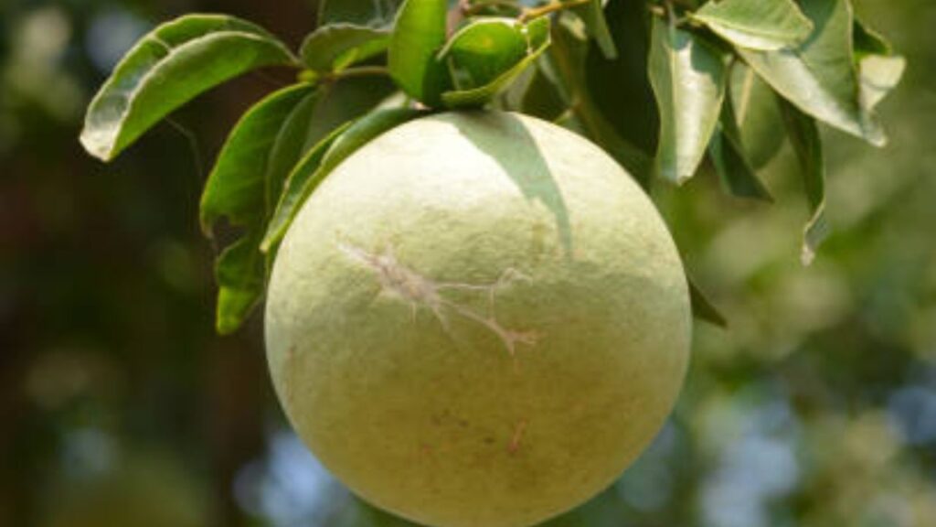 गर्मी में बेल का जूस लू, डिहाइड्रेशन और थकान से बचाता है. यह पाचन तंत्र सुधारता है, ब्लड शुगर नियंत्रित करता है और इम्युनिटी बढ़ाता है. बेल में एंटीऑक्सीडेंट और विटामिन-सी होते हैं. यह गर्मियों में शरीर को ठंडा रखती हैं.  गर्मी में बेल का जूस लू, डिहाइड्रेशन और थकान से बचाता है. यह पाचन तंत्र सुधारता है, ब्लड शुगर नियंत्रित करता है और इम्युनिटी बढ़ाता है. बेल में एंटीऑक्सीडेंट और विटामिन-सी होते हैं. यह गर्मियों में शरीर को ठंडा रखती हैं.