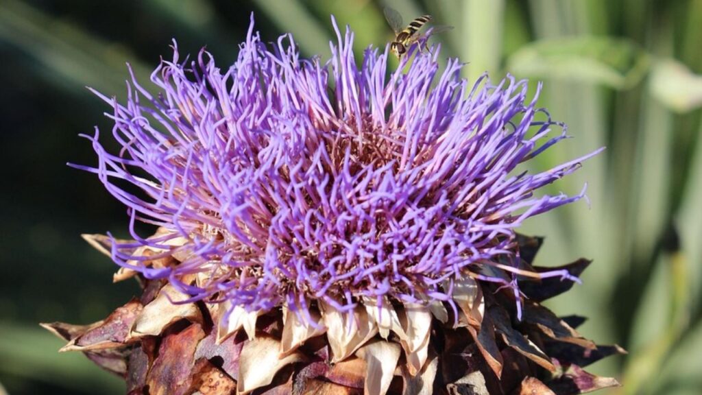 पौधे के चारों ओर मल्चिंग (सूखी घास या पत्तियां) करें ताकि नमी बनी रहे. हर महीने संतुलित जैविक खाद दें. जब कलियां दिखने लगें, तब मल्चिंग हटाकर पौधे के चारों ओर कंपोस्ट खाद डालें. गर्मी में पौधे कमजोर हो सकते हैं, लेकिन ठंड आते ही यह पौधे खुद ही बढ़ने लगते हैं. पौधे के चारों ओर मल्चिंग (सूखी घास या पत्तियां) करें ताकि नमी बनी रहे. हर महीने संतुलित जैविक खाद दें. जब कलियां दिखने लगें, तब मल्चिंग हटाकर पौधे के चारों ओर कंपोस्ट खाद डालें. गर्मी में पौधे कमजोर हो सकते हैं, लेकिन ठंड आते ही यह पौधे खुद ही बढ़ने लगते हैं.