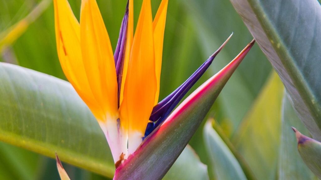 आप इसे बीज या कटिंग दोनों तरीकों से उगा सकते है, लेकिन पौध से लगाना ज्यादा आसान और बेहतर होता है. मिट्टी में थोड़ी जगह बनाएं और पौधे को लगाकर हल्की सिंचाई करें. लेकिन ध्यान रहें की पानी ज्यादा न हो क्योंकि यह जड़ों को खराब कर सकता है. आप इसे बीज या कटिंग दोनों तरीकों से उगा सकते है, लेकिन पौध से लगाना ज्यादा आसान और बेहतर होता है. मिट्टी में थोड़ी जगह बनाएं और पौधे को लगाकर हल्की सिंचाई करें. लेकिन ध्यान रहें की पानी ज्यादा न हो क्योंकि यह जड़ों को खराब कर सकता है.