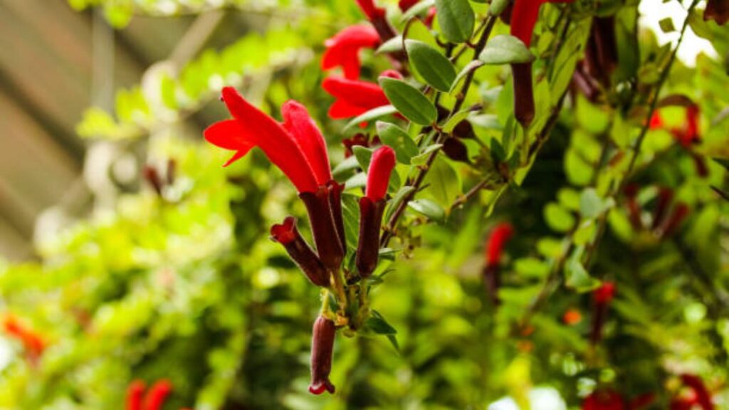 इस पौधे को तेज धूप की बजाए हल्की शेड वाली जगहों पर रखें. सीधी धूप से इसके पत्ते जल सकते हैं, और अगर बहुत कम रोशनी मिलेगी तो फूल नहीं आएंगे. लिपस्टिक प्लांट को हल्की, जल निकासी वाली मिट्टी की जरूरत होती है.  इस पौधे को तेज धूप की बजाए हल्की शेड वाली जगहों पर रखें. सीधी धूप से इसके पत्ते जल सकते हैं, और अगर बहुत कम रोशनी मिलेगी तो फूल नहीं आएंगे. लिपस्टिक प्लांट को हल्की, जल निकासी वाली मिट्टी की जरूरत होती है.