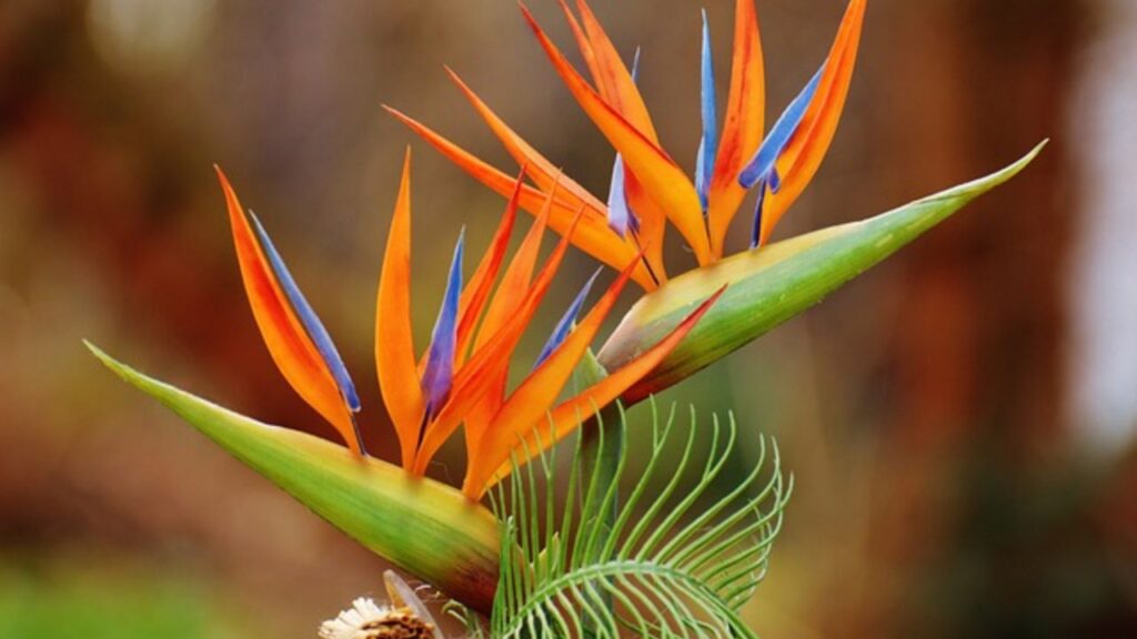 इस पौधे की अच्छी ग्रोथ के लिए 65°F से 70°F (लगभग 18°C से 21°C) तापमान में सबसे बेस्ट होता है. इसके साथ ही इन पौधों को स्प्रिंग मौसम में हफ्ते में 2 बार और गर्मी के मौसम में हर हफ्ते खाद मिलाएं. वहीं सर्दियों और पतझड़ के मौसम में एक बार खाद देना पर्याप्त होता है. इस पौधे की अच्छी ग्रोथ के लिए 65°F से 70°F (लगभग 18°C से 21°C) तापमान में सबसे बेस्ट होता है. इसके साथ ही इन पौधों को स्प्रिंग मौसम में हफ्ते में 2 बार और गर्मी के मौसम में हर हफ्ते खाद मिलाएं. वहीं सर्दियों और पतझड़ के मौसम में एक बार खाद देना पर्याप्त होता है.