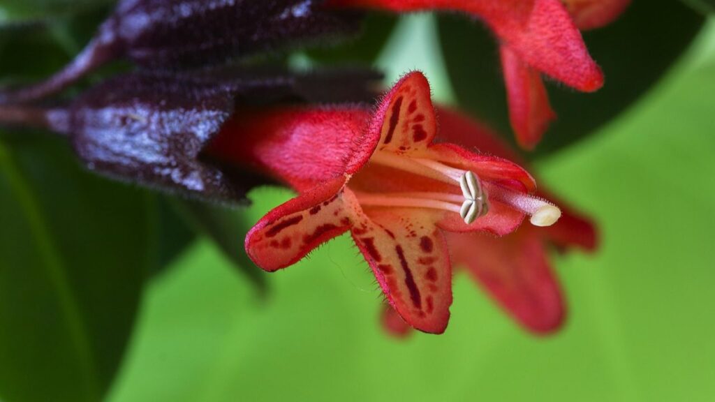 लिपस्टिक प्लांट असल में एक ट्रॉपिकल पौधा है. जिसका वैज्ञानिक नाम एस्किनैन्थस रेडिकेंस होता हैं. इसे पौधे को एक बार रोपने के बाद यह सालों साल हरा भरा रहता है. तो आइए जानते है इसे उगाने और सहेजने का आसान तरीका. लिपस्टिक प्लांट असल में एक ट्रॉपिकल पौधा है. जिसका वैज्ञानिक नाम एस्किनैन्थस रेडिकेंस होता हैं. इसे पौधे को एक बार रोपने के बाद यह सालों साल हरा भरा रहता है. तो आइए जानते है इसे उगाने और सहेजने का आसान तरीका.