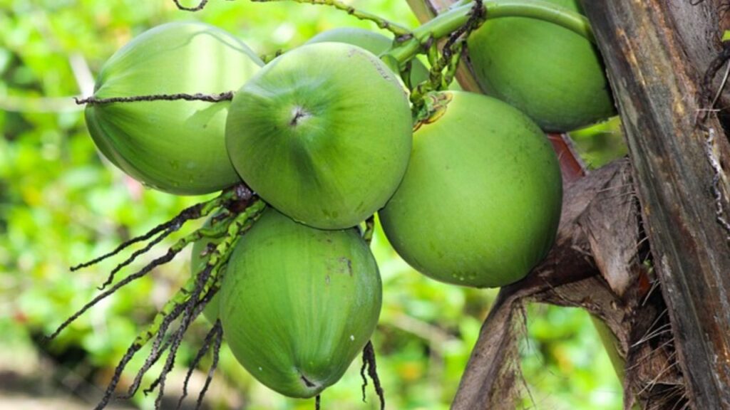 Coconut Price Fall