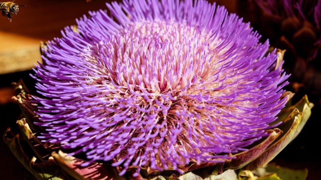 ग्लोब आर्टिचोक ठंडी और नम गर्मियों और हल्की सर्दियों वाले मौसम में बेहतर तरीके से उगता है. इसे ऐसी जगह लगाएं जहां दिन में कम से कम 6 से 8 घंटे की सीधी धूप मिले. इसके साथ ही मिट्टी उपजाऊ और हल्की नमी की जरूरत होती है. पौधा को अच्छी पोषण के लिए मिट्टी में अच्छी तरह गोबर की खाद या कंपोस्ट मिलाएं. ग्लोब आर्टिचोक ठंडी और नम गर्मियों और हल्की सर्दियों वाले मौसम में बेहतर तरीके से उगता है. इसे ऐसी जगह लगाएं जहां दिन में कम से कम 6 से 8 घंटे की सीधी धूप मिले. इसके साथ ही मिट्टी उपजाऊ और हल्की नमी की जरूरत होती है. पौधा को अच्छी पोषण के लिए मिट्टी में अच्छी तरह गोबर की खाद या कंपोस्ट मिलाएं.