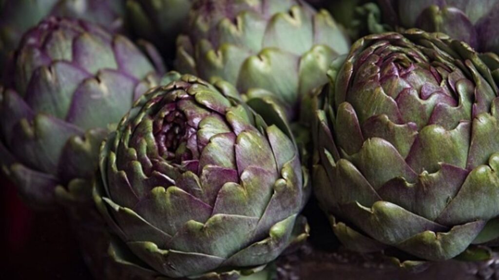 आप ग्लोब आर्टिचोक को बीज, पुराने पौधों से निकली शूट्स से भी लगा सकते हैं. वहीं, बीजों से उगाने के लिए इन्हें बसंत ऋतु से पहले, सर्दियों के अंत में 8-10 हफ्ते पहले के लिए कमरे के अंदर ट्रे या गमलों में बोएं. जब ठंड पूरी तरह से खत्म हो जाए, तब पौधों को बाहर बगीचे में लगा दें. आप ग्लोब आर्टिचोक को बीज, पुराने पौधों से निकली शूट्स से भी लगा सकते हैं. वहीं, बीजों से उगाने के लिए इन्हें बसंत ऋतु से पहले, सर्दियों के अंत में 8-10 हफ्ते पहले के लिए कमरे के अंदर ट्रे या गमलों में बोएं. जब ठंड पूरी तरह से खत्म हो जाए, तब पौधों को बाहर बगीचे में लगा दें.