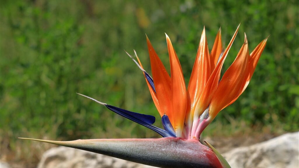 बर्ड ऑफ पैराडाइज एक सुंदर और आकर्षक पौधा है, जो अपने अनोखे फूलों और बड़े पत्तों के लिए जाना जाता है. इसकी देखभाल करना आसान है और यह घर के बगीचे में अच्छी तरह से उगता है. बर्ड ऑफ पैराडाइज एक सुंदर और आकर्षक पौधा है, जो अपने अनोखे फूलों और बड़े पत्तों के लिए जाना जाता है. इसकी देखभाल करना आसान है और यह घर के बगीचे में अच्छी तरह से उगता है.